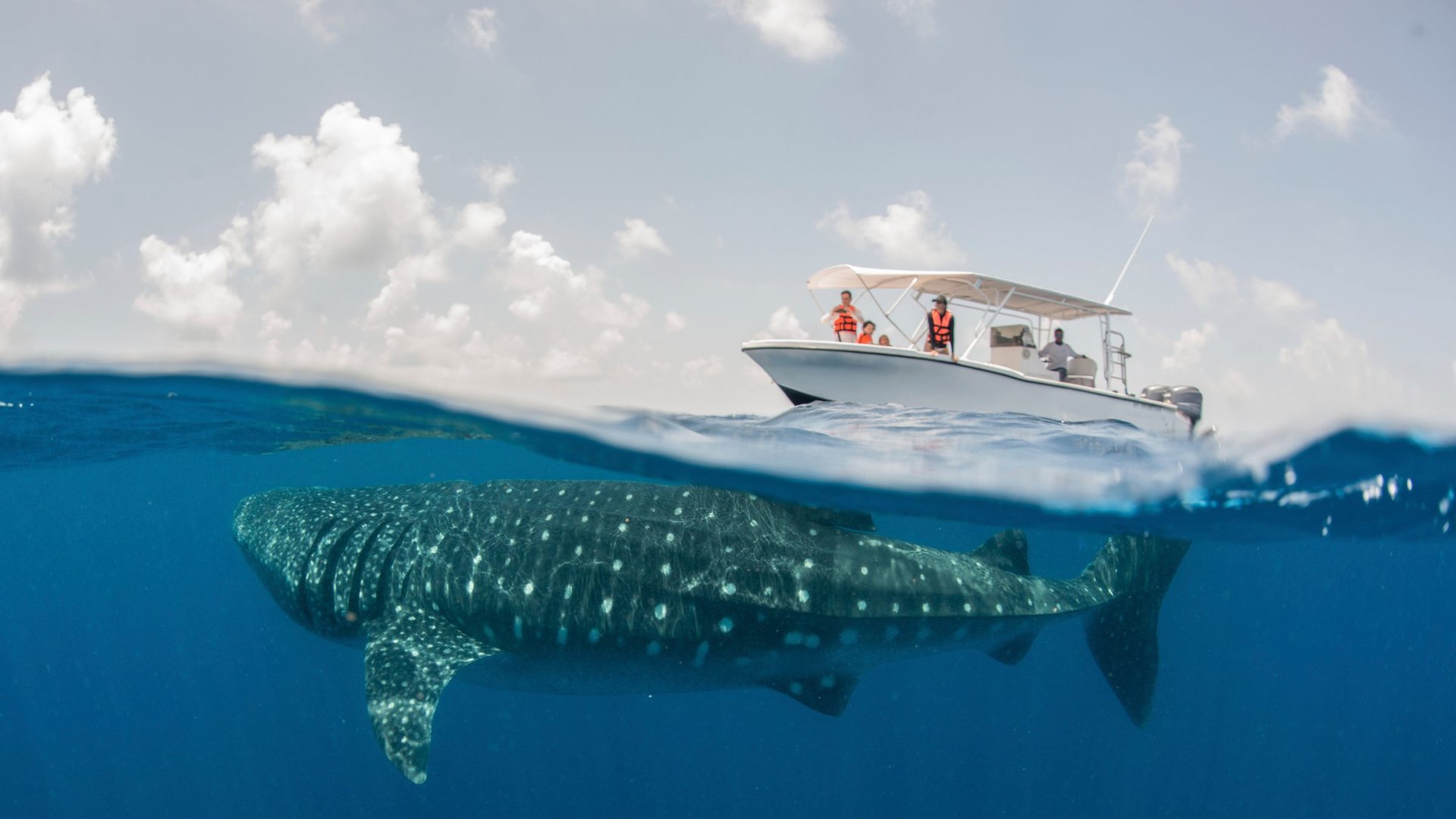 Tiburones ballena desde AVA: planifica el día más tranquilo en el mar