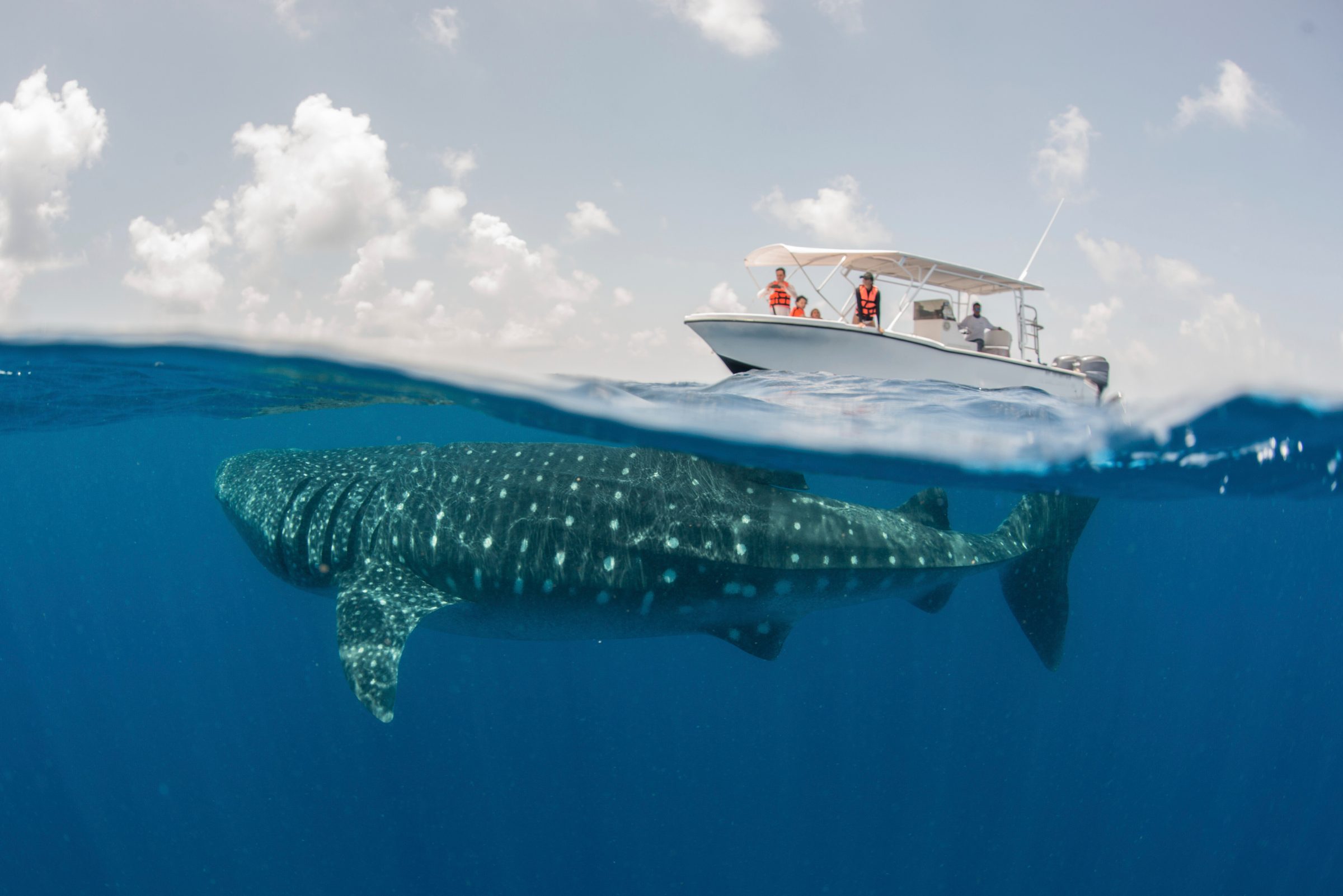 Whale Shark Tour AVA Resort Cancun