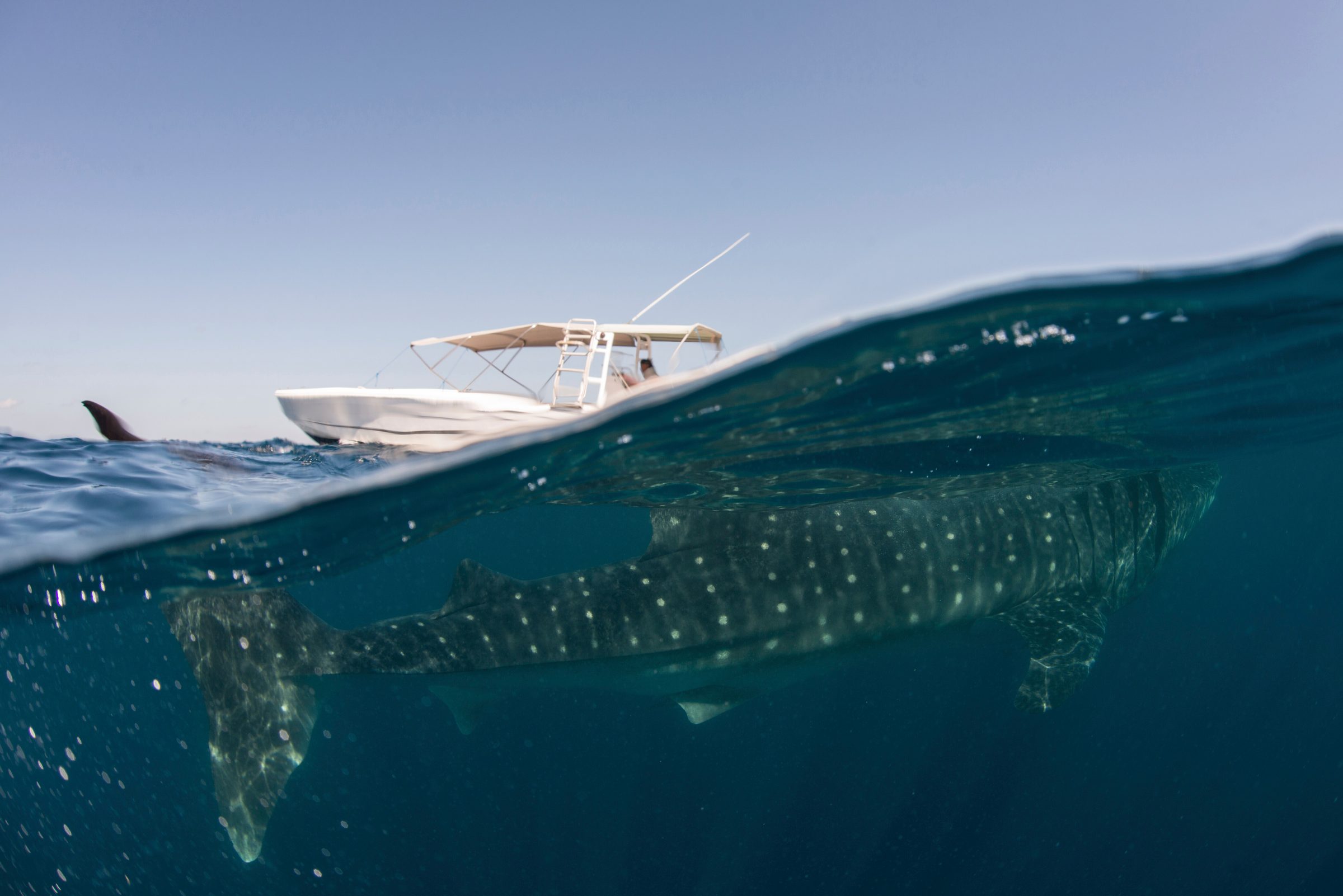 a whale shark under water